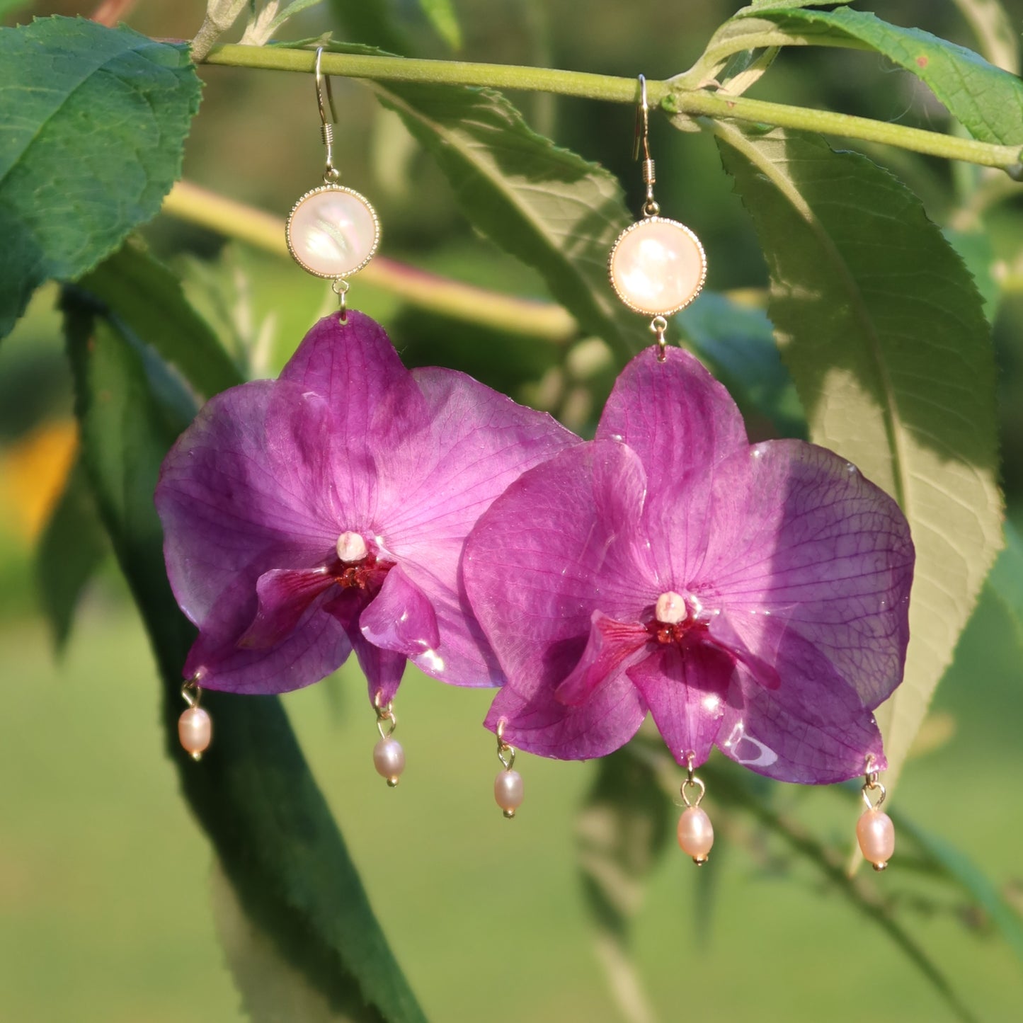 Big Pink Orchid